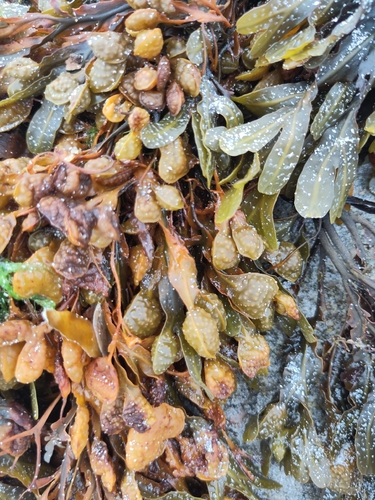 Spiral Wrack