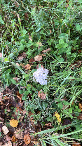 common yarrow
