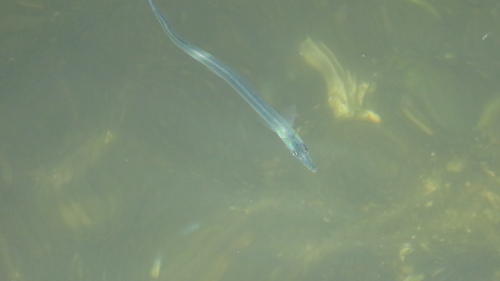 Hyporhamphus sajori observed 2026-09-19