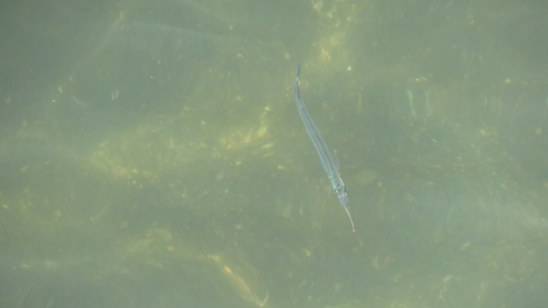 Hyporhamphus sajori observed 2026-09-19