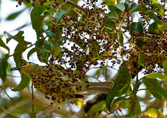 Xanthotis macleayanus