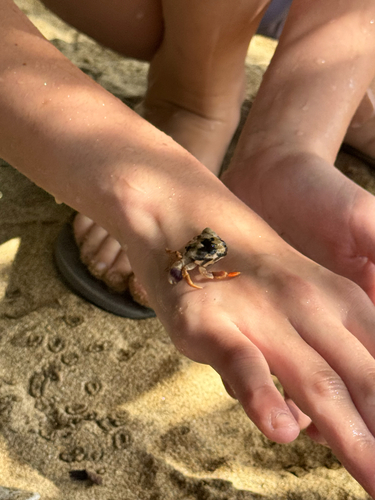 Caribbean Land Hermit Crab
