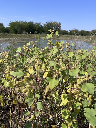 common cocklebur
