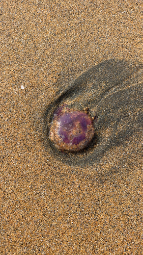 Mauve Stinger