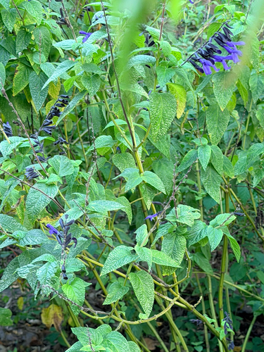 Anise-scented sage