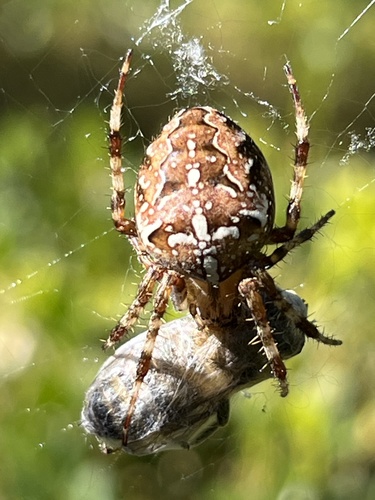 Cross Orbweaver