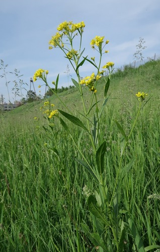 Rorippa austriaca, photograph 1