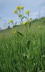 Rorippa austriaca