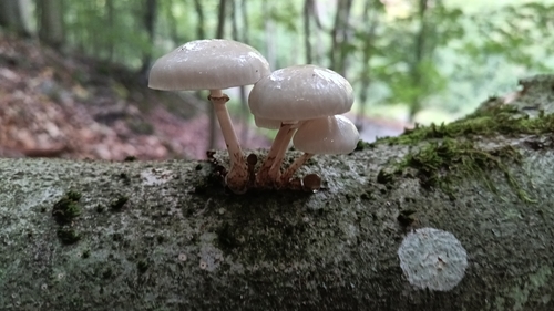 porcelain mushroom
