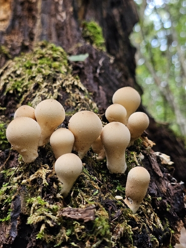 Pear-shaped Puffball