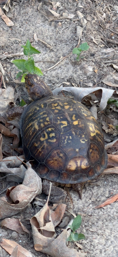Common Box Turtle