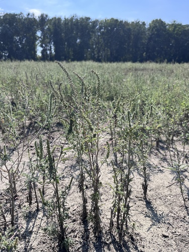 common ragweed