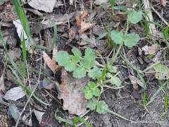 Pimpinella villosa