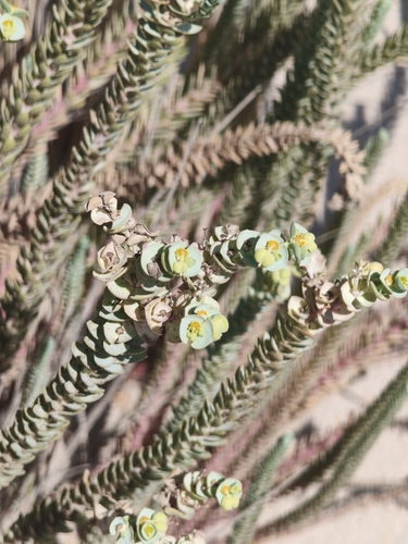 Sea Spurge