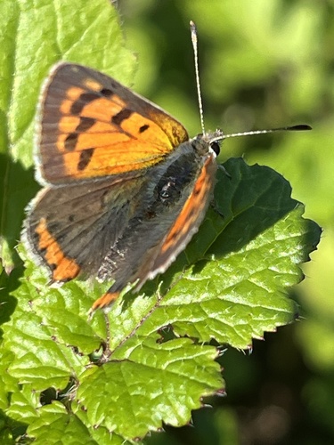 Small Copper