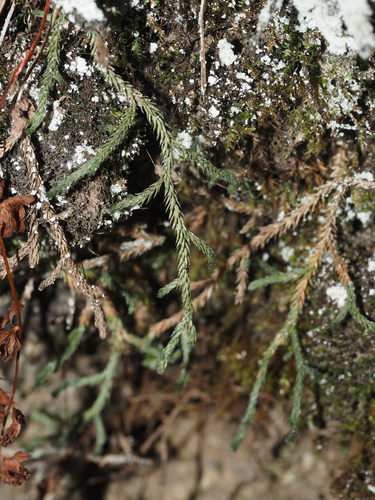 Selaginella wallacei, photograph 3