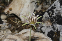 Pterocephalus plumosus