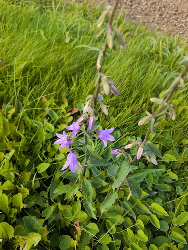 Creeping Bellflower