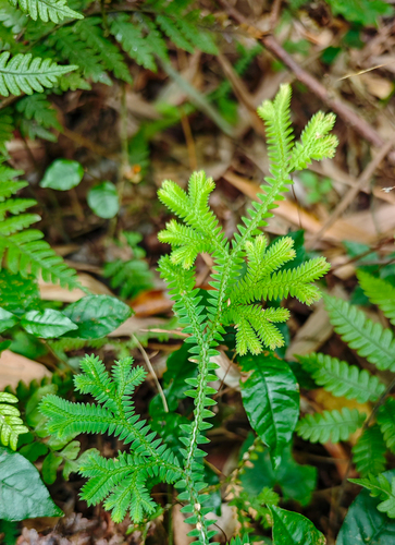 Selaginella davidi