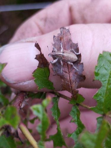 Charagmus gressorius