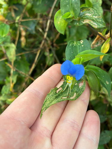 Asiatic dayflower