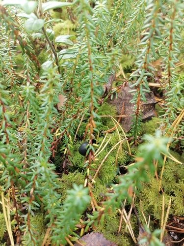 black crowberry