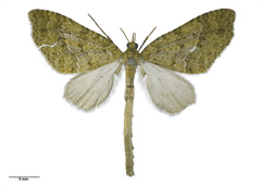 Tatosoma monoviridisata