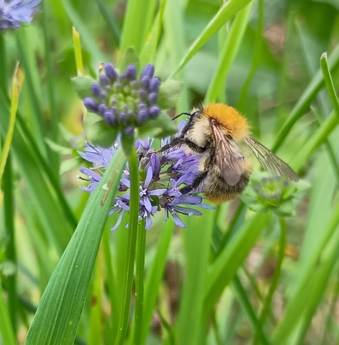 Common Carder Bumble Bee