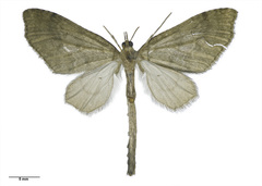 Tatosoma monoviridisata