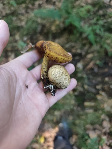 Parasitic Bolete