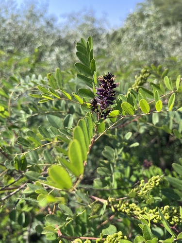 false indigo bush