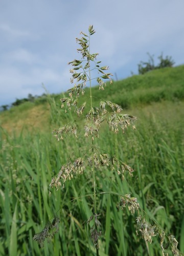 Poa pratensis