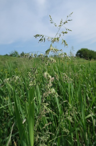 Poa pratensis, photograph 2