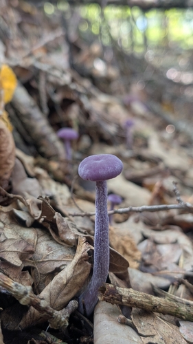 Amethyst Deceiver