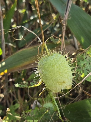 prickly cucumber