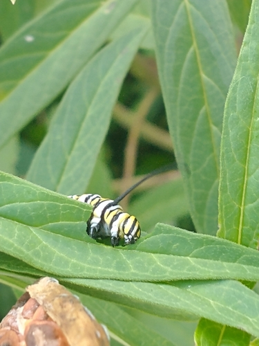 Monarch