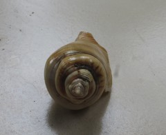 Gibberulus gibberulus