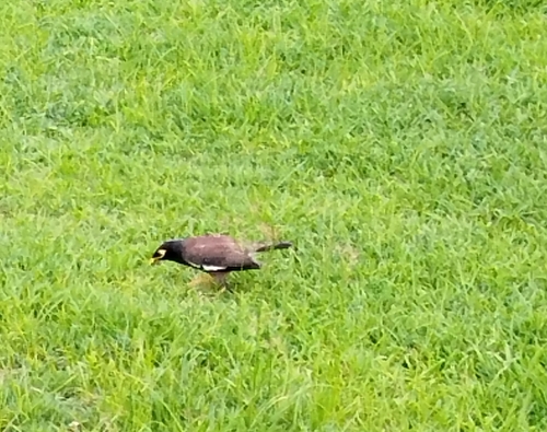 Common Myna