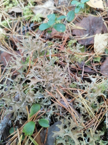 Iceland Lichen