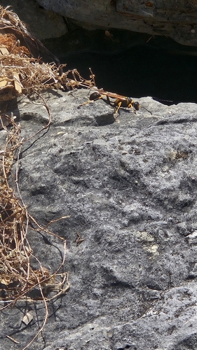 Yellow-legged Mud-dauber Wasp