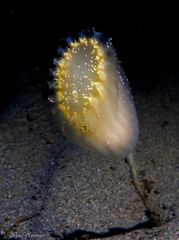 Sycozoa pulchra