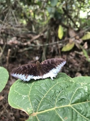 Tanaecia