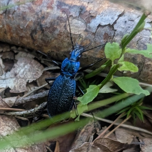 Blue Ground Beetle