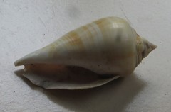 Gibberulus gibberulus