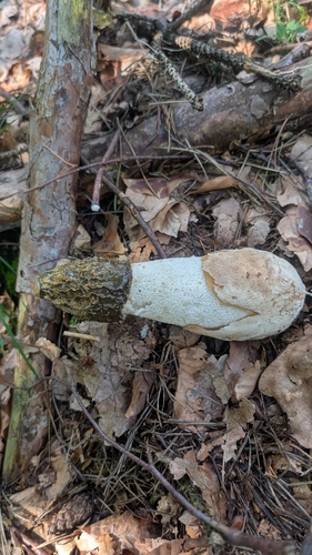 common stinkhorn