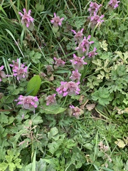 Lamium purpureum