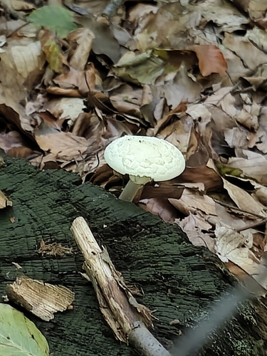 False Death-cap