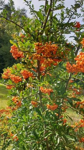 European mountain ash