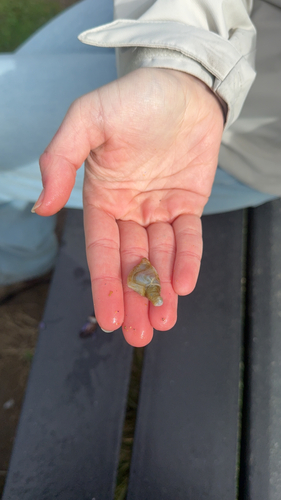 Buoy Barnacle