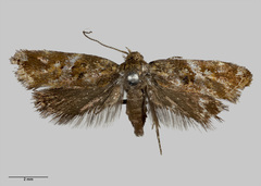 Tingena eumenopa